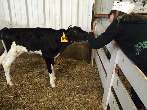Katie the calf meets my little bovinophobe.
